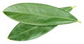 Olive leaf isolated on white background Royalty Free Stock Photo
