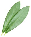 Olive leaf isolated on white background Royalty Free Stock Photo