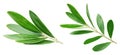 Olive leaf isolated on white background Royalty Free Stock Photo