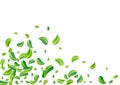 Olive Leaf Motion Vector White Background Banner