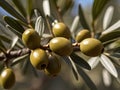 Olive Leaf (Olea europaea) in the garden