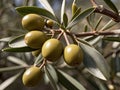 Olive Leaf (Olea europaea) in the garden