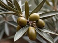 Olive Leaf (Olea europaea) in the garden