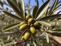 Olive Leaf (Olea europaea) in the garden