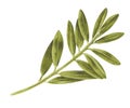 Olive Leaf Watercolor illustration. Hand drawn clip art on white isolated background. Drawing of pistachio Branch Royalty Free Stock Photo