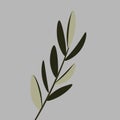 Olive leaves illustration florist card