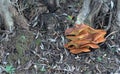 Olive mushroom, omphalotus olearius Royalty Free Stock Photo