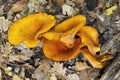 Olive mushroom, omphalotus olearius Royalty Free Stock Photo