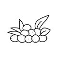 olive natural berries line icon vector illustration