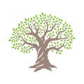 Olive or oak tree. Design vector template Royalty Free Stock Photo