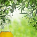 Olive oil bottle and green olive tree leaves Royalty Free Stock Photo