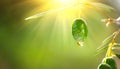 Olive oil drop on growing green olive in orchard. Mediterranean olives Royalty Free Stock Photo