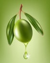 Olive oil drops from the olive berry. Royalty Free Stock Photo