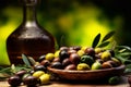Olive Oil Production and Extraction Process. Olive Harvest. Harvesting olives on a plantation.