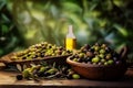 Olive Oil Production and Extraction Process. Olive Harvest.