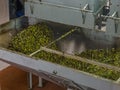 Olive oil production