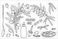 Olive oil set, graphic, vector, hand drawn doodle. Elements for food, sunflower, olives, branch, bag, lemon, kitchen Royalty Free Stock Photo