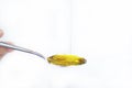 Olive oil and spoon isolated.