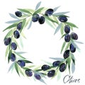 Olive. Olives branches. Olive Branches with Olives.