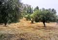 Olive orchard in Pefkohori Greece