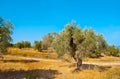 The olive orchards of Rethymno suburb, Crete, Greece Royalty Free Stock Photo