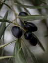 Olive picking, cornicabra variety