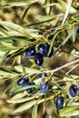 Olive picking, cornicabra variety