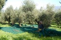 Olive picking