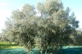 Olive picking