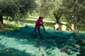 Olive picking