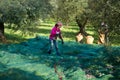 Olive picking