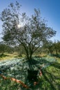 Olive picking for olive oil production. Olive tree orchard in Provence.