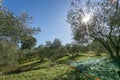 Olive picking for olive oil production? Olive tree orchard in Provence.