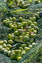 Olive picking, green olives on the net after picking in Provence
