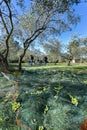 Olive picking for olive oil production. Olive picking, olives on the net after picking. Royalty Free Stock Photo