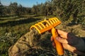 Olive Picking Rake with Dark Olive During Harvest in Italy