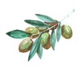 Olive plant copy Watercolor illustration isolated