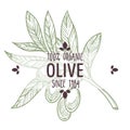 Olive plant emblem, organic ingredients food label sketch