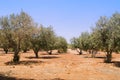 Olive plantage