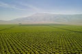 Olive Plantation in Bakersfield, California. Aerial shot