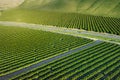 Olive Plantation in Bakersfield, California