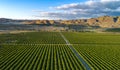 Olive Plantation in Bakersfield, California Royalty Free Stock Photo