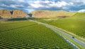 Olive Plantation in Bakersfield, California