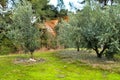 Olive plantation on land with green moss Royalty Free Stock Photo