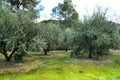 Olive plantation on land with green moss Royalty Free Stock Photo