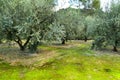 Olive plantation on land with green moss Royalty Free Stock Photo