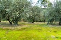 Olive plantation on land with green moss Royalty Free Stock Photo