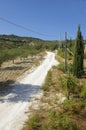 Olive plantation and line of cypress