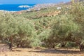Olive plantation with mountains and Aegean Sea on the background. Industrial agriculture growing olive trees. Growing olives.