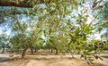 Olive plantation at Torre Sant Andrea Puglia